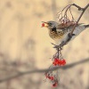 Drozd kvicala - Turdus pilaris - Fieldfare 9291